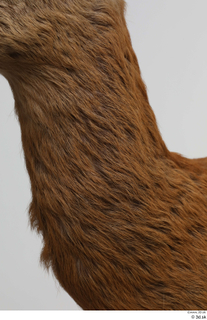 European roe deer neck 0005.jpg